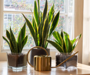 Mielę na drobny mak i wsypuję do doniczki sansewierii. Liście prężnie idą w górę. Domowy nawóz do sansewierii