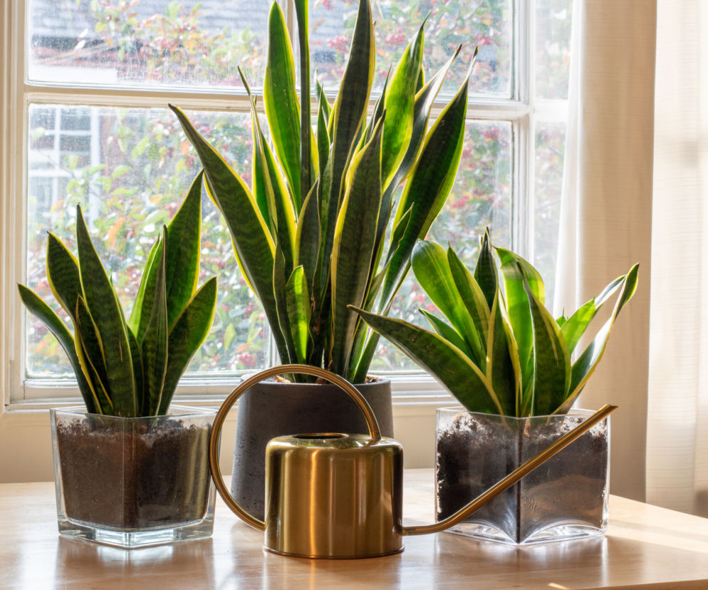 Sansewieria gwinejska/wężownica gwinejska (Sansevieria trifasciata) 