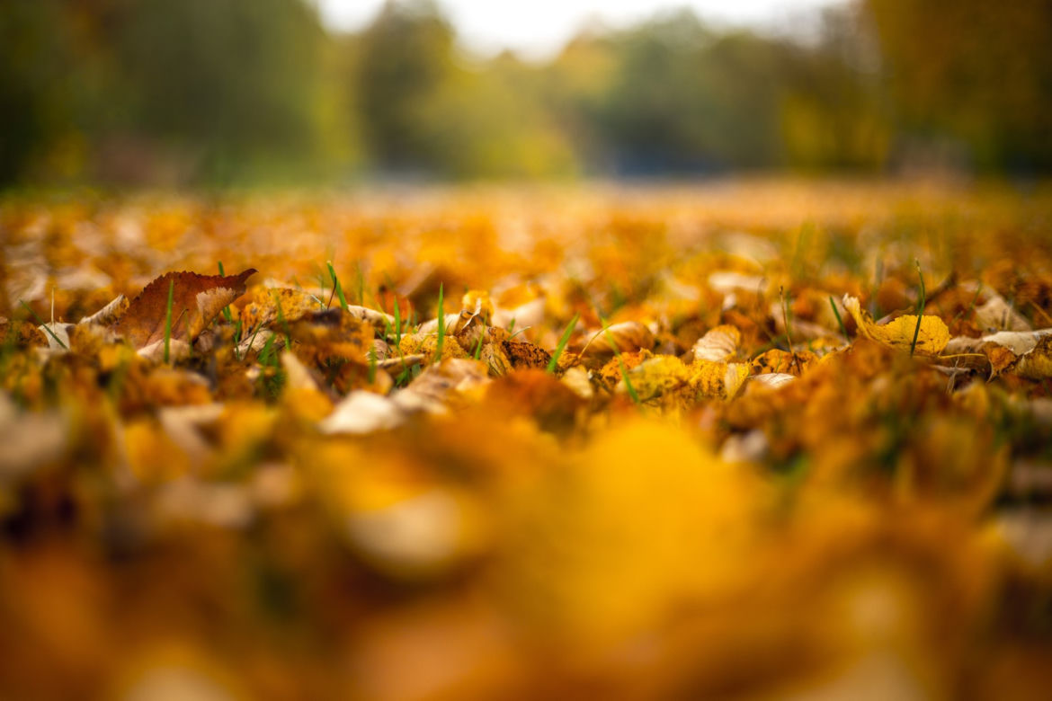Park Śląski jesienią jest naprawdę piękny