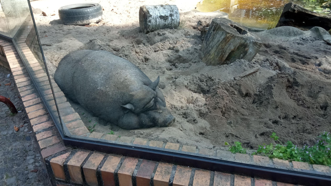 Stare ZOO w Poznaniu. Idealne miejsce na rodzinne spacery w sercu miasta 