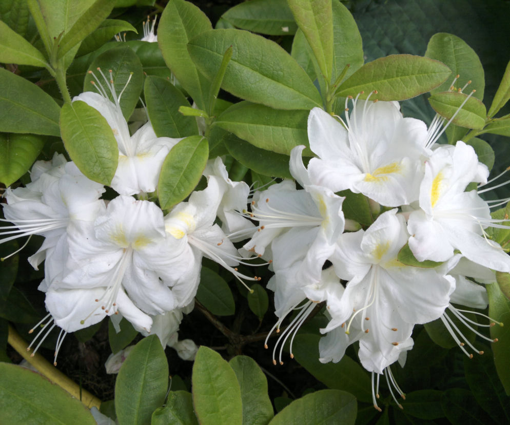 Azalia wielkokwiatowa 'Persil'