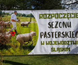 Rozpoczęcie sezonu pasterskiego w Rychwałdzie