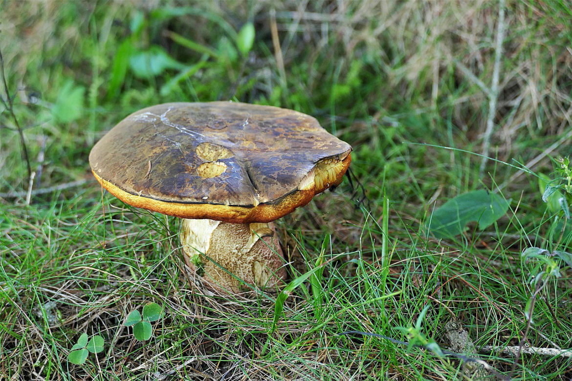 Okolice Kuźniczyska w powiecie trzebnickim 