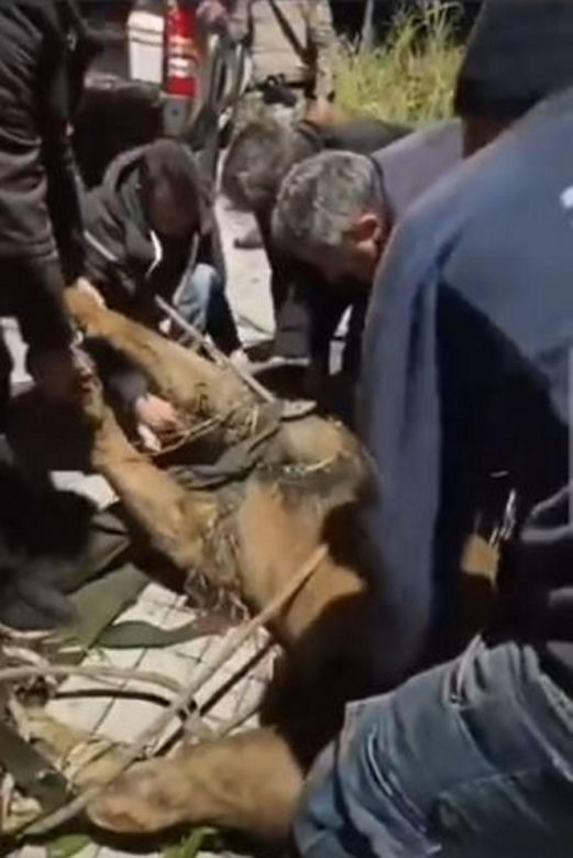 Lew uciekł z cyrku! Przez siedem godzin terroryzował miasto. Zwierz pojmany!