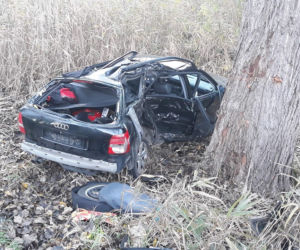 Audi wylądowało na drzewie