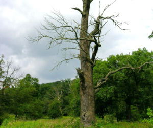 Jakie drzewa można wyciąć bez zezwolenia? Kary są wysokie