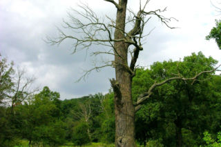 Jakie drzewa można wyciąć bez zezwolenia? Kary są wysokie