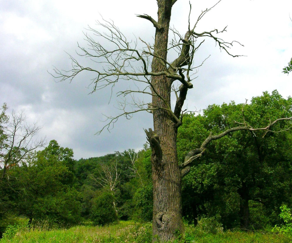 Jakie drzewa można wyciąć bez zezwolenia? Kary są wysokie