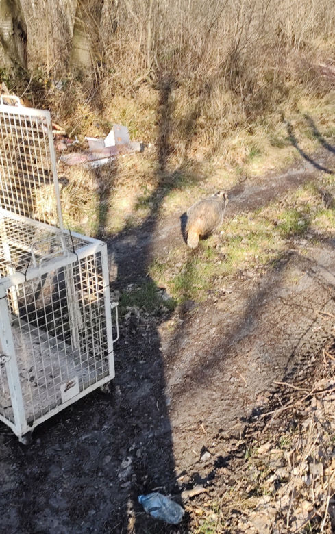 Przerażeni mieszkańcy zadzwonili na służby! W ich domu grasował… borsuk