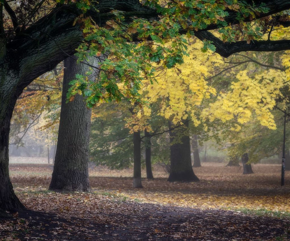 Jesień we wrocławskich parkach prezentuje się pięknie