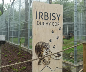 W śląskim ZOO powstała nowa woliera dla panter śnieżnych