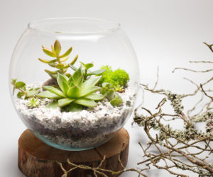 Twoje rośliny mogą rosnąć na korze, w szkle, a nawet na talerzu!