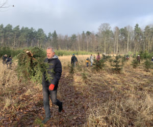 Choinkobranie w Lasach Państwowych. Tu pachnące choinki kupisz za grosze