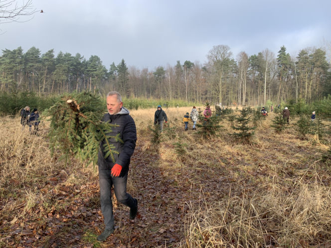 Choinkobranie w Lasach Państwowych. Tu pachnące choinki kupisz za grosze