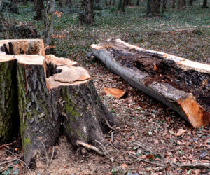 Myślisz, że od października wolno wyciąć każde drzewo? To nie takie proste