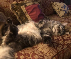 Maryla Rodowicz - koty nie przejedzą emerytury gwiazdy