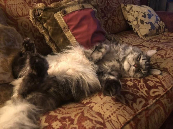 Maryla Rodowicz - koty nie przejedzą emerytury gwiazdy