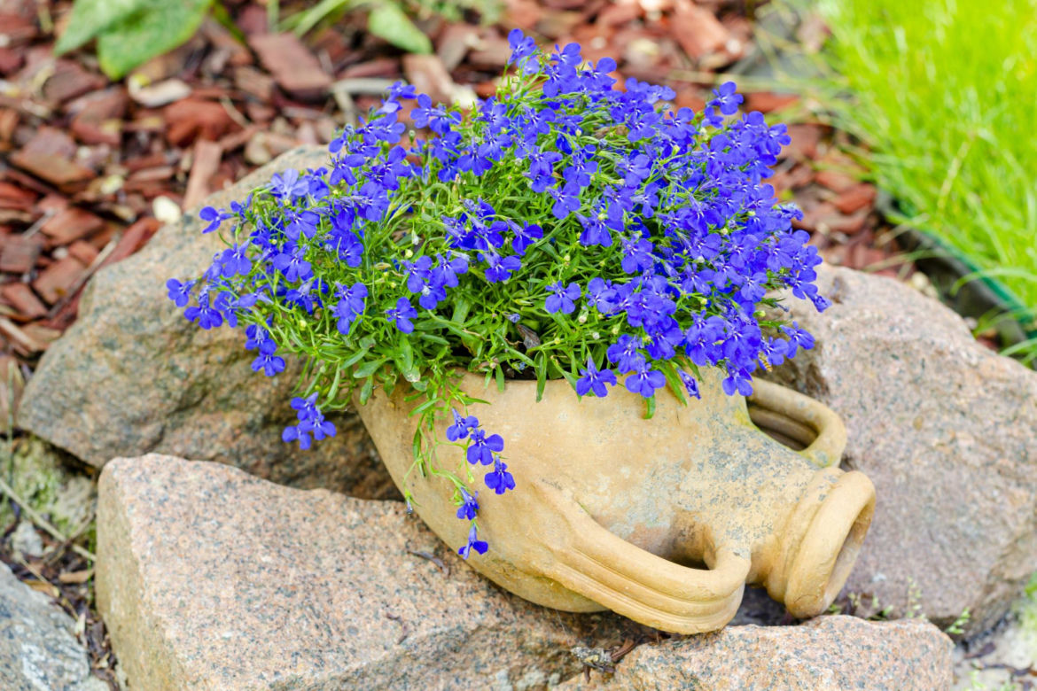 Lobelia przylądkowa