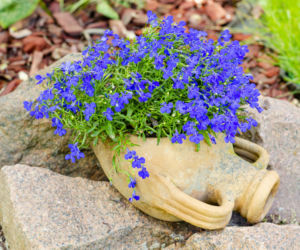Lobelia przylądkowa