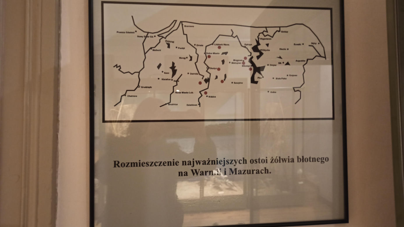 Muzeum Przyrody w Olsztynie. Poznajcie faunę oraz florę Warmii i Mazur