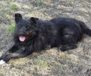 Watahy zdziczałych psów atakują wieś! Rozrywają koty, rzuciły się na dziecko!