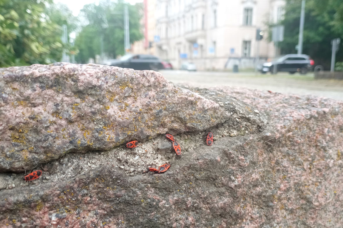 Czerwone owady opanowały centrum Szczecina. Nie są groźne, a wręcz bardzo pożyteczne