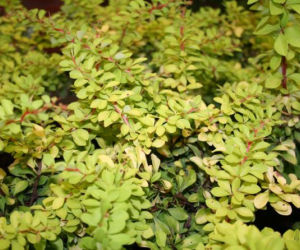 Berberys Thunberga 'Diabolicum'
