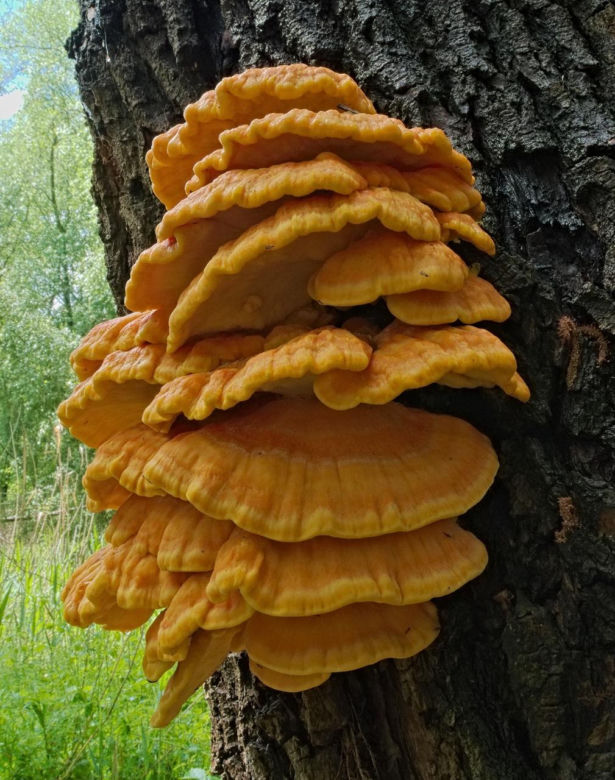 Ten grzyb smakuje jak kurczak. Polacy go pokochali 