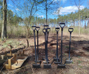 W Lesie Sekulskim rośnie już kilkaset nowych, młodych buków! Drzewa zasadzili członkowie siedleckiego samorządu i leśnicy