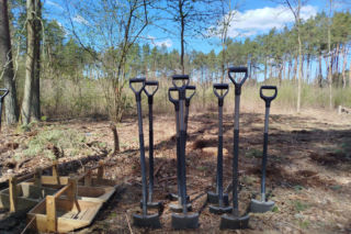 W Lesie Sekulskim rośnie już kilkaset nowych, młodych buków! Drzewa zasadzili członkowie siedleckiego samorządu i leśnicy