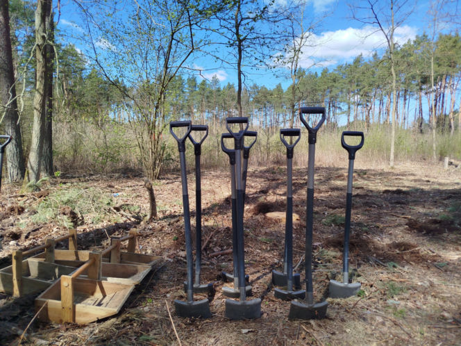 W Lesie Sekulskim rośnie już kilkaset nowych, młodych buków! Drzewa zasadzili członkowie siedleckiego samorządu i leśnicy