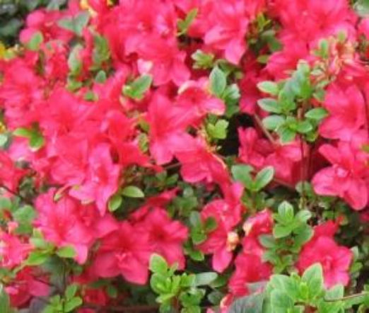 Azalia japońska 'Toreador'