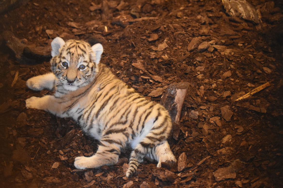 Wielka radość w zamojskim zoo! Na świat przyszły dwa tygryski!