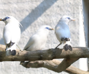 Gdańsk: W zoo na świat przyszły szpaki balijskie! Ale słodziaki