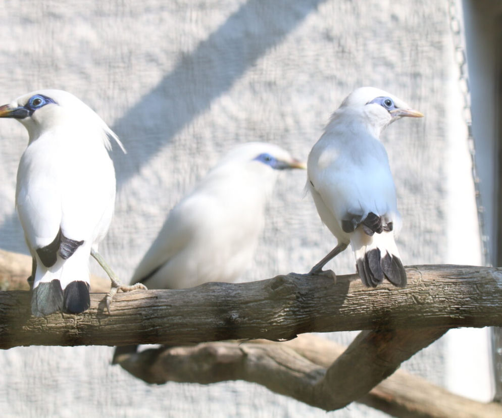 Gdańsk: W zoo na świat przyszły szpaki balijskie! Ale słodziaki