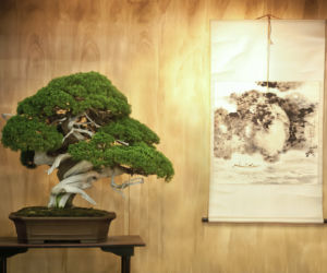 Formowanie bonsai to naśladowanie natury. Jak formować drzewka bonsai