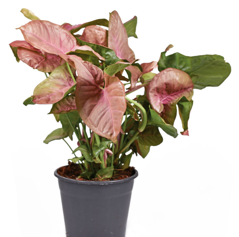 Różowe syngonium