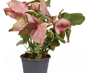 Syngonium