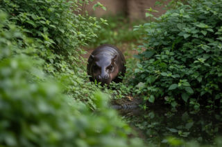 Wielka sensacja w Gdańsku. Czy mama hipopotamka chowa swoje dziecko celowo?