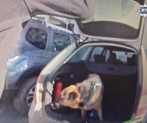 Jastrzębscy policjanci bohaterami dnia. Uratowali uwięzionego psa