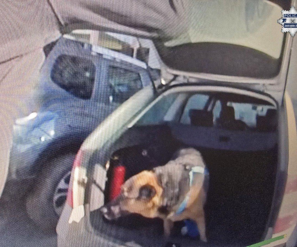 Jastrzębscy policjanci bohaterami dnia. Uratowali uwięzionego psa