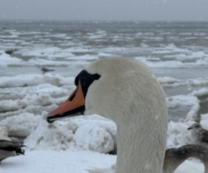 Bałtyk zimową porą, uchwycony w kadrach