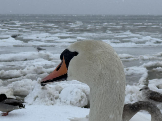 Bałtyk zimową porą, uchwycony w kadrach