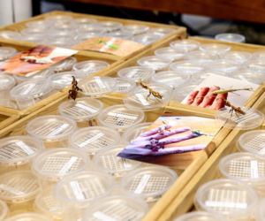 Giełda minerałów w Spodku przyciągnęła tłumy! GeoExpo ekspozycję wspaniałych cudeniek