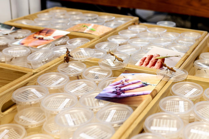 Giełda minerałów w Spodku przyciągnęła tłumy! GeoExpo ekspozycję wspaniałych cudeniek