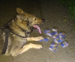 Emerytura po ośmiu latach służby. Halny i Gabono już nie pracują w sądeckiej policji 