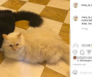 Mają kota na punkcie kota