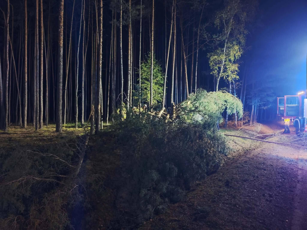 Pijany kierowca rozbił się na drzewie