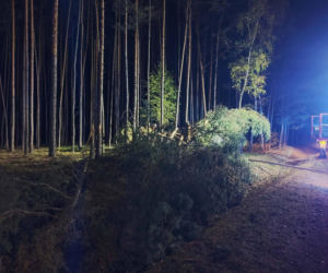 Pijany kierowca rozbił się na drzewie