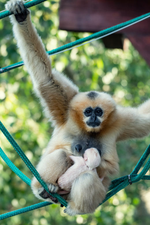 We wrocławskim zoo przyszedł na świat gibon białopoliczkowy